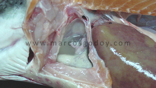 osotomayor_00359