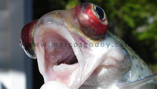 osotomayor_00409