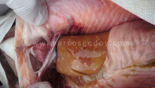 osotomayor_00445