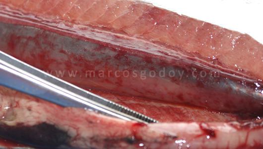osotomayor_004502