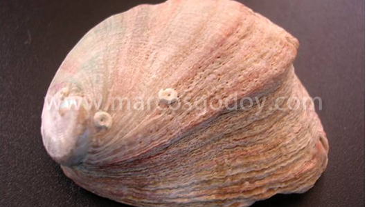 vii_5502
