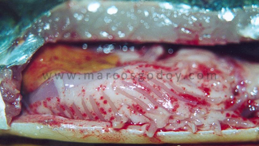 osotomayor_00470