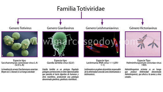 fig-toti1
