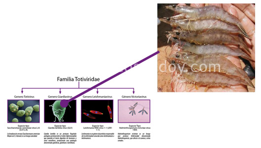 fig-toti2