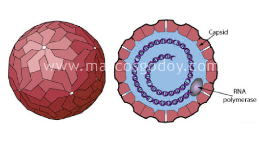 fig-toti3