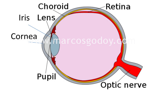 ojo