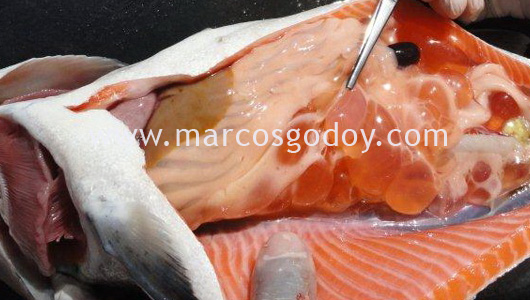cyst-6 cyst-6