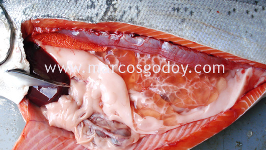 cyst-7 cyst-7
