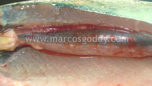 francisella-2