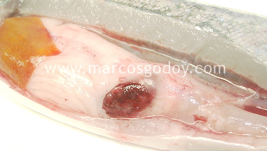 francisella-5