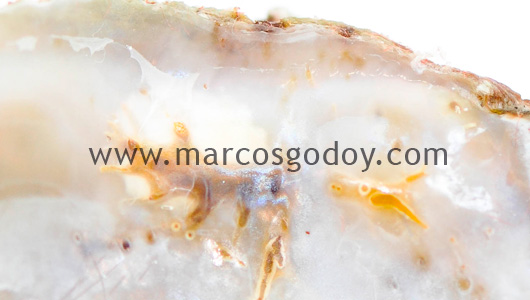 triostrea-chilensis-x triostrea-chilensis-x