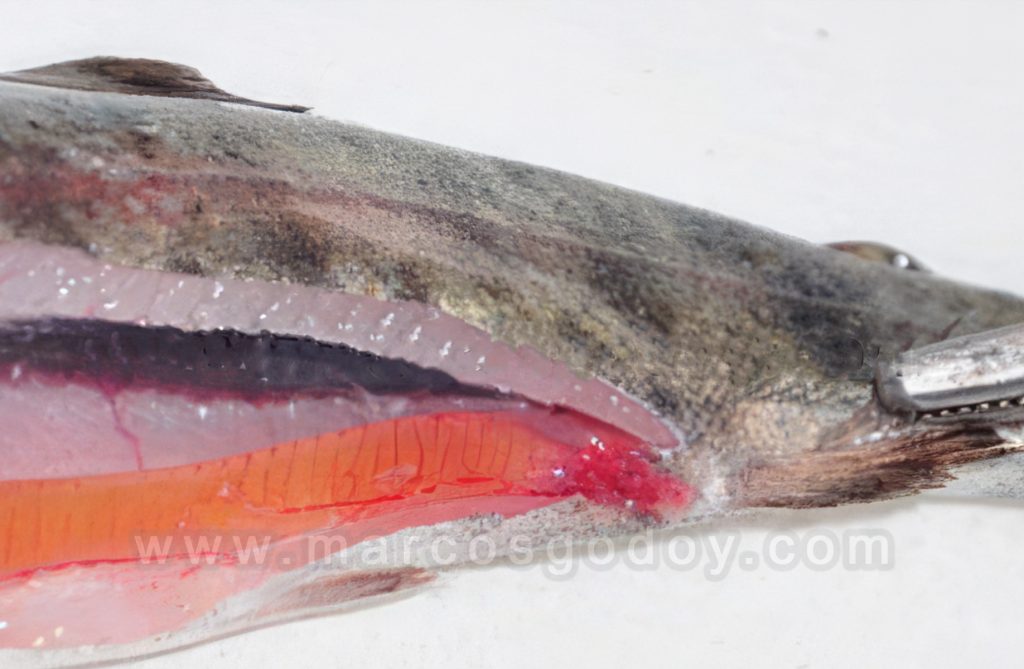 Prolapso anal en Trucha arcoiris (Oncorhynchus mykiss)