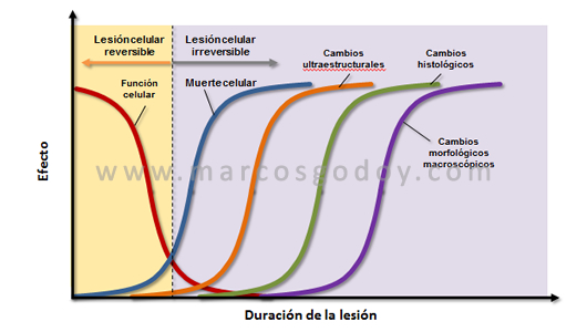 cambios-morfologicos