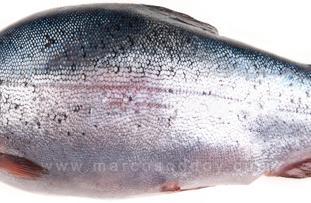 Fusión Vertebral en Trucha arcoiris (Oncorhynchus mykiss): Hallazgos macroscópicos y su correlación radiológica
