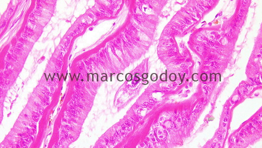 gill-abalone-protozoa-ciliated-iib gill-abalone-protozoa-ciliated-iib