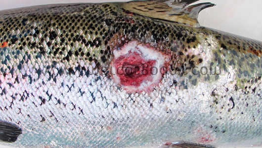 salmon-rickettsial-septicemia-ulcer-iiirs salmon-rickettsial-septicemia-ulcer-iiirs