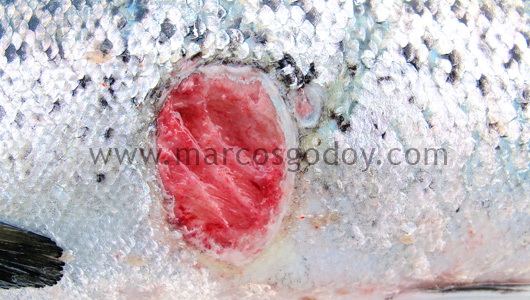 salmon-rickettsial-septicemia-ulcer-iirs salmon-rickettsial-septicemia-ulcer-iirs