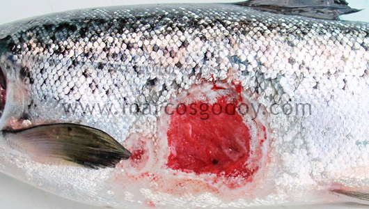 salmon-rickettsial-septicemia-ulcer-irs salmon-rickettsial-septicemia-ulcer-irs