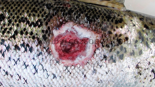salmon-rickettsial-septicemia-ulcer-ivrs salmon-rickettsial-septicemia-ulcer-ivrs