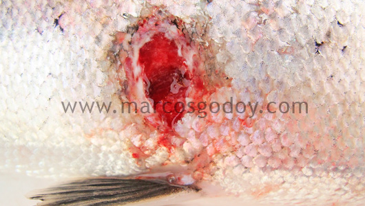 salmon-rickettsial-septicemia-ulcer-v salmon-rickettsial-septicemia-ulcer-v