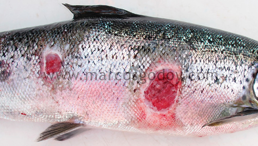salmon-rickettsial-septicemia-ulcer-vi salmon-rickettsial-septicemia-ulcer-vi