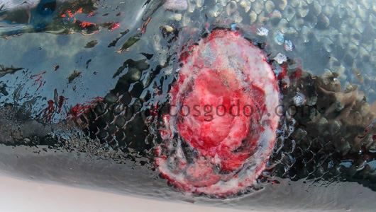 salmon-rickettsial-septicemia-ulcer-vii salmon-rickettsial-septicemia-ulcer-vii