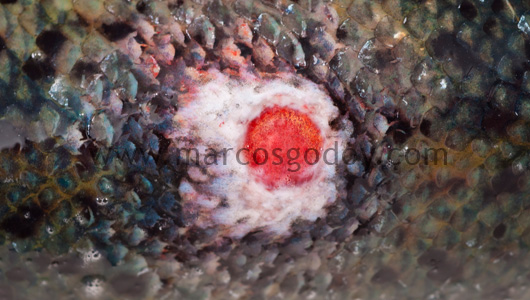 salmon-rickettsial-septicemia-ulcer-viii salmon-rickettsial-septicemia-ulcer-viii