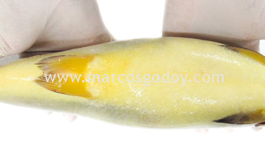 trout-jaundice-i1 trout-jaundice-i1