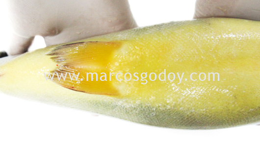 trout-jaundice-iii trout-jaundice-iii