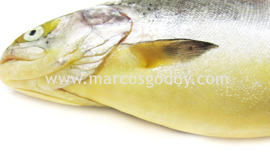 trout-jaundice-iv trout-jaundice-iv