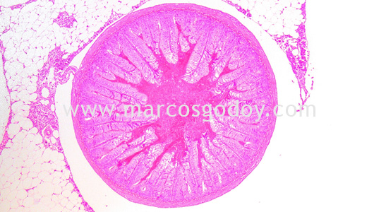 ipnv-post-sewater-transfer-histopathology-vi