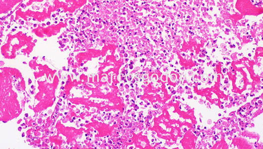 necrotizing-myositis-by-piscirickettsia-salmonis-vi necrotizing-myositis-by-piscirickettsia-salmonis-vi