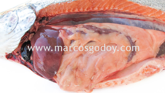 rainbow-trout-hemopericardium-i