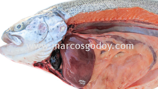 rainbow-trout-hemopericardium-iii