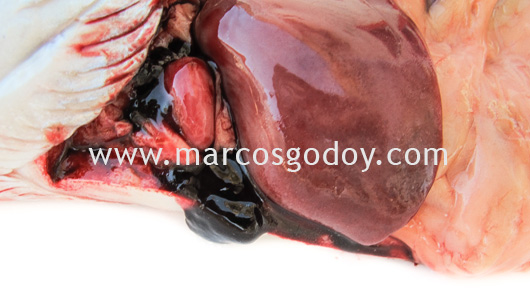 rainbow-trout-hemopericardium-iv