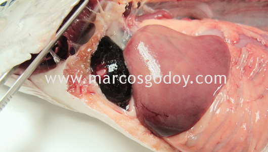 rainbow-trout-hemopericardium-v