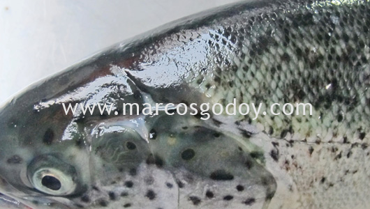 head-fisure-vi head-fisure-vi