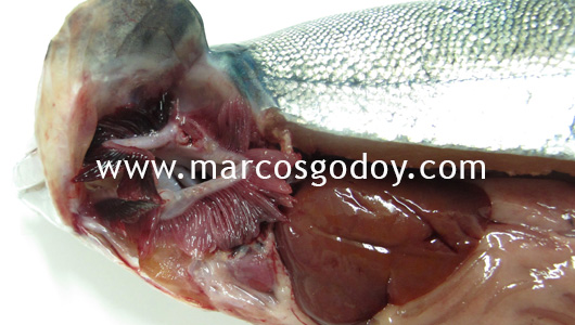 unknown-etiology-diseases-vi