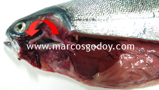 unknown-etiology-diseases-vii