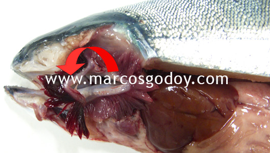 unknown-etiology-diseases-viii