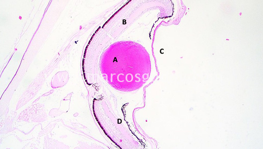 atlantic-halibut-larvae-cataract-i