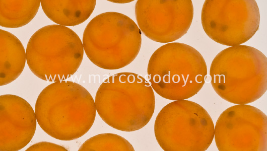 fine-sediment-atlantic-salmon-eye-eggs
