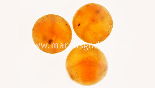 fine-sediment-atlantic-salmon-eye-eggs-ii