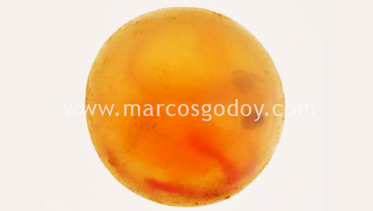fine-sediment-atlantic-salmon-eye-eggs-iii
