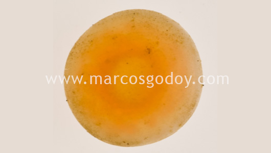 fine-sediment-atlantic-salmon-eye-eggs-iv
