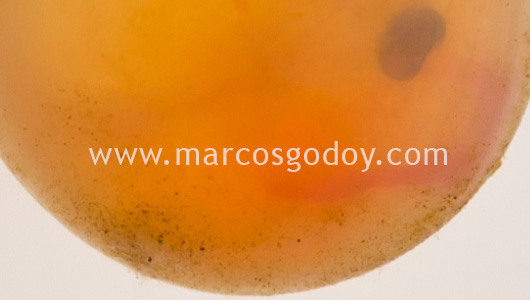 fine-sediment-atlantic-salmon-eye-eggs-v