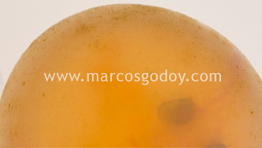 fine-sediment-atlantic-salmon-eye-eggs-vi