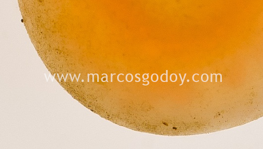 fine-sediment-atlantic-salmon-eye-eggs-viii