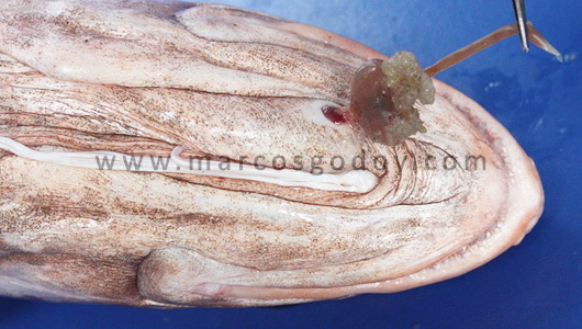 osotomayor_00402rs1