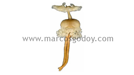 parasito